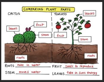 The Benefits and Importance of Organic Farming for a Sustainable Future Understanding the Differences Between Plants