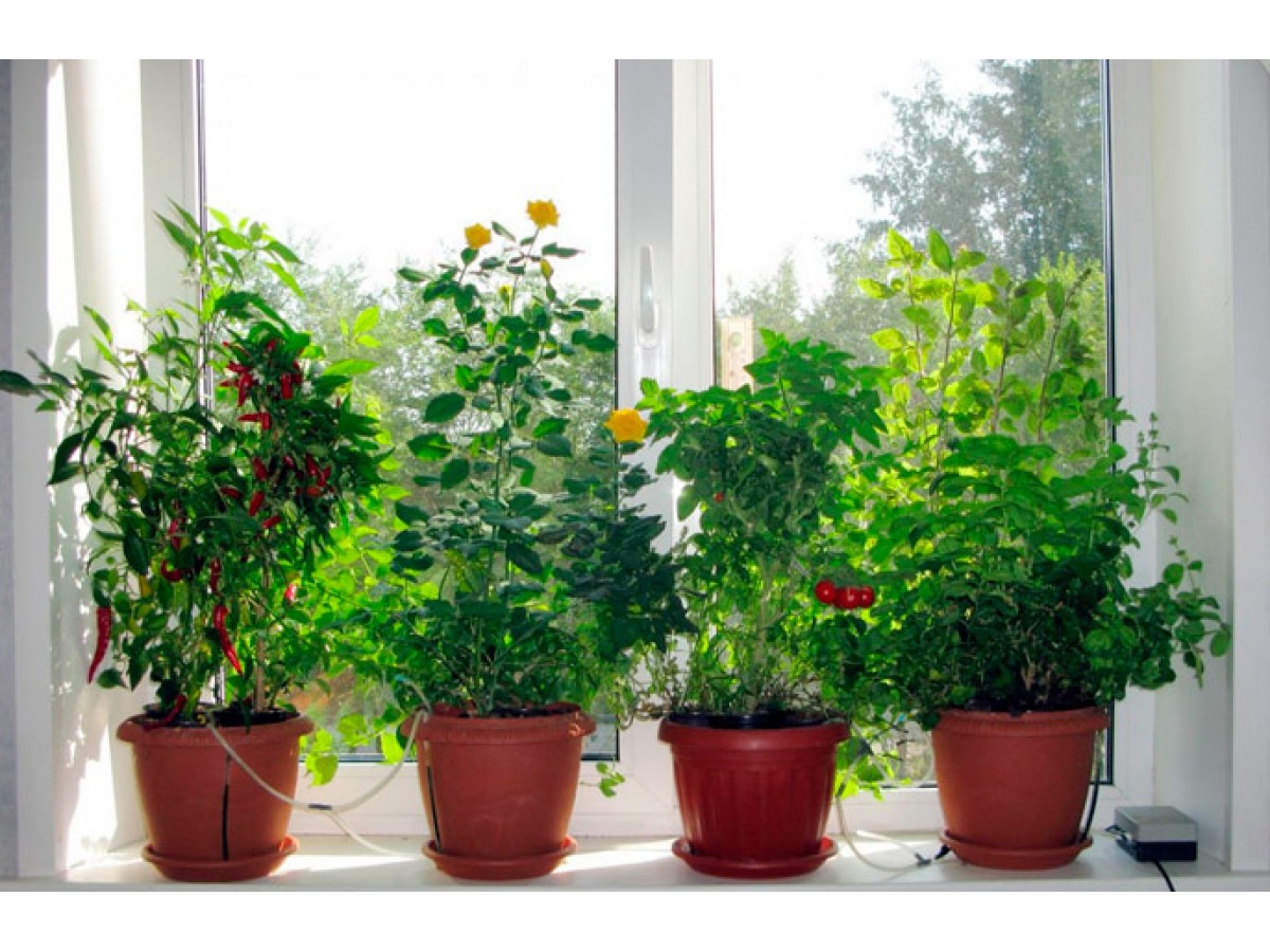 The Pros and Cons of Having Indoor Plants: A Comprehensive Guide The Pros and Cons of Having Indoor Plants: A Comprehensive Guide