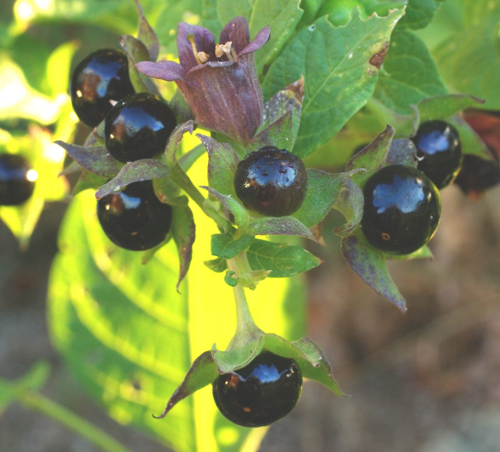 Shop Belladonna Plants for Sale – Healthy Organic Garden Additions Shop Belladonna Plants for Sale - Healthy Organic Garden Additions