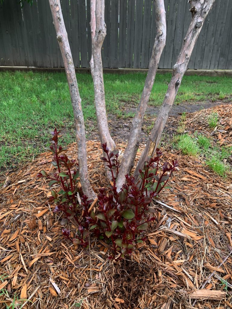 Best Time to Plant Young Crepe Myrtles in Oklahoma for Vibrant Blooms Best Time to Plant Young Crepe Myrtles in Oklahoma for Vibrant Blooms