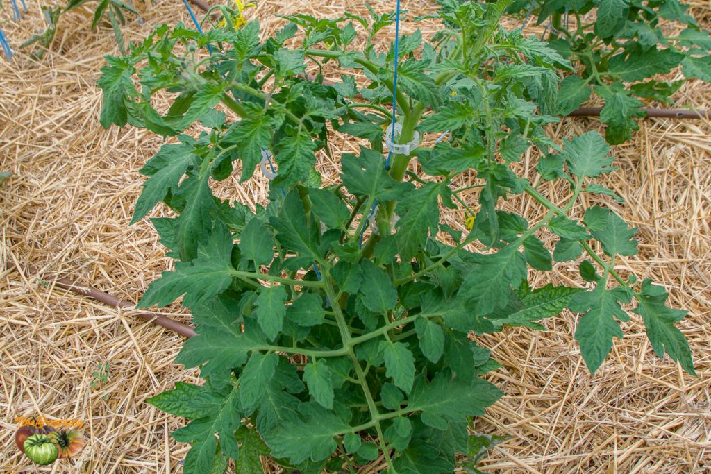 Big Zac Tomato Plants: Care & Growing Tips for Juicy, Abundant Harvests